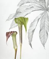 Arisaema leschenaultii